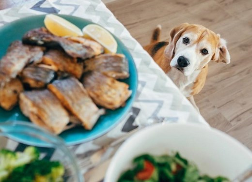 Can Dogs Eat Fish?