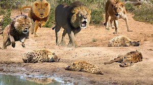Unbelievable The hyenas invaded the lions territory but were defeated by the lion king.mp4 | Wild life Animals