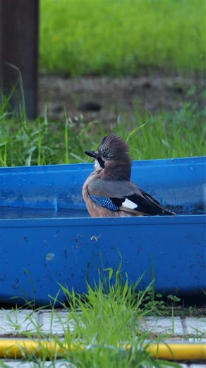 Jaybird #jaybird #bird #wildlife #wildanimals
