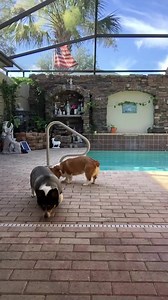 Good Morning All and yes it is time to get up and move those bones…….My music is remixes and my videos or pages do not make money or have ads,,,,,all you hear is things on Public Domain that I will play and dance or exercise to…..so everybody lets all get up and boogie… | Deplorable Deb Reporting from my Basket