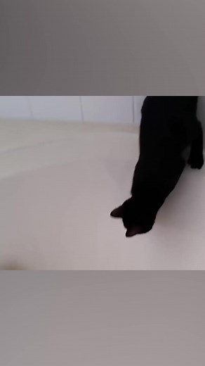 11M views · 316K reactions | Here's me commentary on a panicking cat  | Ozzy Man Reviews | Facebook