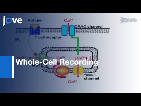 Calcium Release-Activated Calcium (CRAC) Currents: Human T Lymphocytes l Protocol Preview