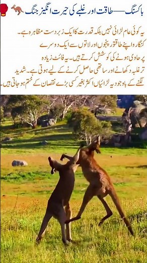 Kangaroo Boxing A Stunning Battle of Powerand Dominance 🦘🥊#KangarooBoxing#WildlifeFight #NaturePower