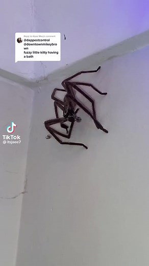 Giant Huntsman Spider in Australia: What's He Doing?