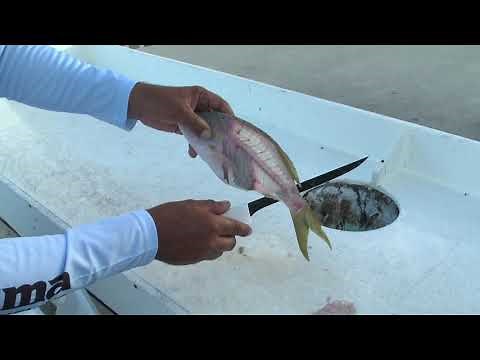 How to Fillet Yellowtail Snapper - Dexter Outdoors