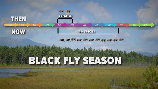 Black fly season in Maine: A survival guide