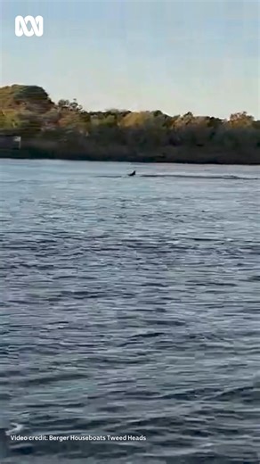 WHALE MIGRATION SEASON 🐋 Two humpback whales have been spotted inside the mouth of the Tweed River on Tuesday morning. It's among some of the first local sightings of the season, as up to 40,000 whales migrate north. Seaworld says the whales have since safely made their way back to sea. Where is your favourite place to see humpback whales on the Gold Coast? 🎥 Video credit: Berger Houseboats Tweed Heads 🎧 Join the conversation on 91.7fm, online: https://www.abc.net.au/listen/live/goldcoast or 