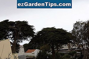 Árboles que florecen en Nueva Jersey 🌱 Tips Jardineros - Es.ezGardenTips.com