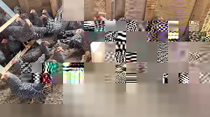 5.2K views · 231 reactions | Dominique bantams at cackle hatchery... https://www.cacklehatchery.com/product/dominique-bantam/ | Cackle Hatchery | Facebook