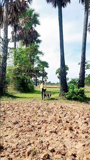 Clearly demonstrate how to breed dogs