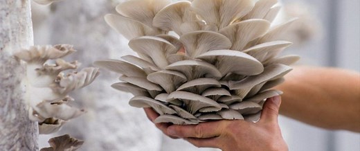 The Beginner's Guide to Harvesting Mushrooms | GroCycle