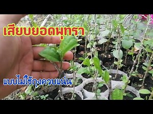 The process of grafting jujube