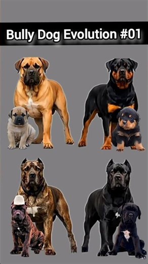 The fiercest dogs, the ultimate dog evolution!🔥🔥#dog #shorts #viral