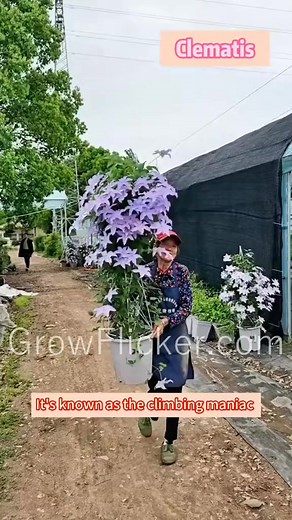 19610.Create a vertical garden of dreams with Clematis! 🌼 These climbers will turn any wall or trellis into a blooming masterpiece. #ClematisVines #GrowFlicker #VerticalGarden #FloralMasterpiece #GardenIns | Grow flicker7