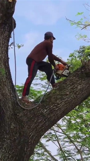 Extreme Tree Trimming #shorts #viral