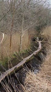 At least 5800 years old, the Sweet Track is attributed to the Neolithic culture of the Somerset Levels, England. It was discovered in 1970 during peat excavations and is named after its finder, Ray Sweet. The Sweet track is made of timber, mainly oak planks supported by crossed pegs of ash, oak, and lime, and features a causeway built to cross marshland, with wooden components preserved in peat. It measures approximately 1800 meters in length (5900 ft / ~1.1 mi). Most of the track remains in its