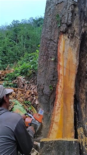 cut monster tree#wood#woodworking#cuttingdowntrees