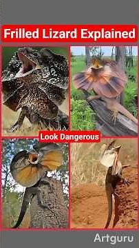 Wow 😲 The Frilled Lizard: The Scary Creature That’s Actually Terrified! #frilledlizard #wildlife