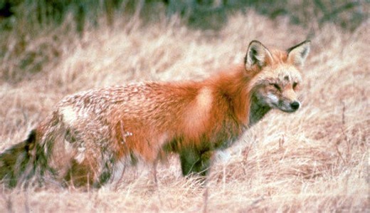 One of California's rarest mammals collared for first time in Sierra