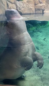 Our drama queen. | Cincinnati Zoo & Botanical Garden