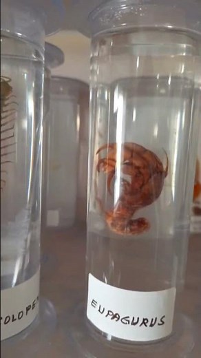 Invertebrate specimen