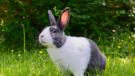 10 Common Causes of Sudden Death in Healthy Rabbits