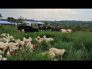 Do you want to start Animal Farm? Watch this documentary about fodder production & and nutrition