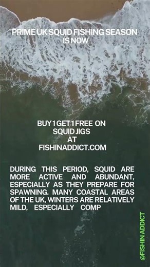 UK Squid Season Alert – August to November!