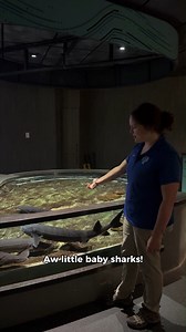 3.7M views · 124K reactions | Sometimes every fish is a salmon...and that's okay!  The truth is, learning about our incredible animal residents can get a little confusing, and that's why our educators are always happy to answer your questions. Every questions is a good question, and an opportunity for us to connect you with nature!  • #tennessee #aquarium #tn #chattanooga #trout | Tennessee Aquarium | Facebook