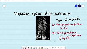 SOLVED:The figure showing nephridial system of earthworm is give here. Identify the types of nephridia labelled as A, B and C ( from the list (i) to (iii) given below and select the coren option.