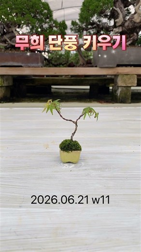 무희 단풍 키우기 2026.06.21 w11 #단풍나무 #분재 #maple #bonsai #もみじ盆栽 #盆栽 #紅葉