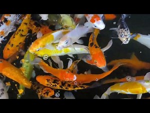 Treating Fin Rot in Koi Fish: Prevention and Care Guide