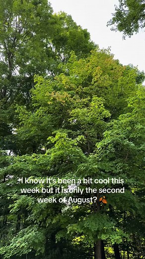 But how is this possible in the beginning of August? #fall #fallleaves #whatisthat #summer