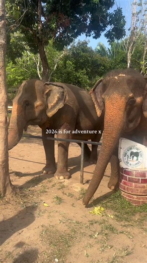 do alone, do it scared, DO IT xx book that trip🥹 @Gap 360 | Group Travel an you can use ‘emmaimogenn’ for £50 off when you book x #thailandtiktok #solotravel #femalesolotravel #grouptravel #gap360