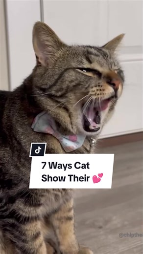 How Cats Show Their Love: 7 Heartwarming Ways