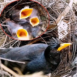 23 reactions | Bird mother takes care of her baby bird myna | Review Bird All | Facebook