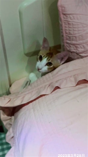 #往昔今日 #奶茶