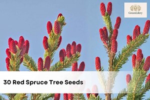30 Red Spruce Tree Seeds | Picea Rubens | Native Evergreen Tree | Cold Hardy Ornamental Landscape Spruce - Etsy