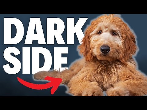 What NOBODY Tells You About Goldendoodles