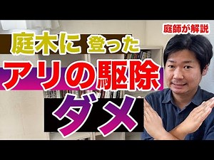 庭木とアリの関係についての話【庭師が解説】