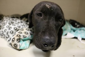 9.5K views · 301 reactions | Trooper- It is with an incredibly heavy...