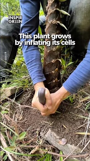 How Bamboo Grows 1 Meter in 24 Hours?