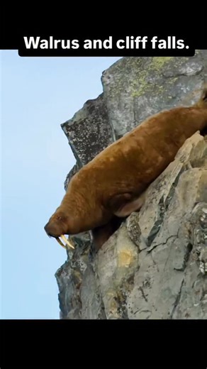 The wild Savior on Instagram: "Walruses often gather in large numbers on land when sea ice is limited. Along some Arctic coastlines they haul out on beaches and sometimes on steep cliffs. Walruses have very poor eyesight on land and rely more on smell and sound. When many individuals crowd together panic can spread easily. Young walruses in particular may wander too close to the edge while trying to follow others or escape pressure from behind. Once a walrus loses balance its heavy body makes it