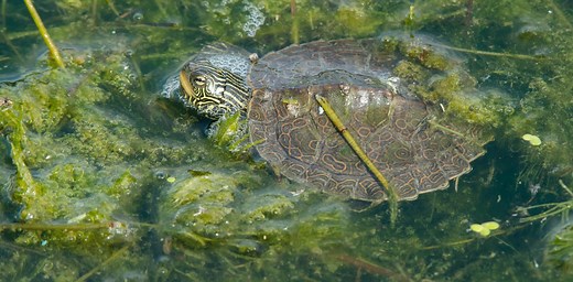Northern map turtles survive cold winter conditions by staying active under ice