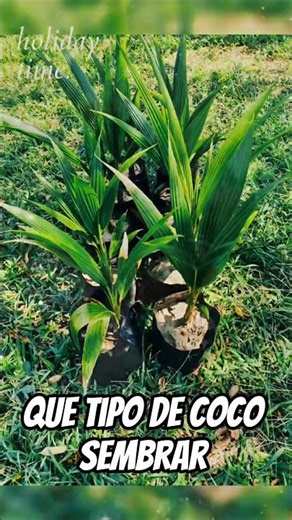 cómo empezar el negocio de venta de coco que tipo de coco sembrar #cocohibrido #enano #viral #mexico