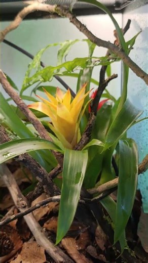 Un terrarium pour mon juvénile Correlophus ciliatus | A terrarium for my juvenile crested gecko