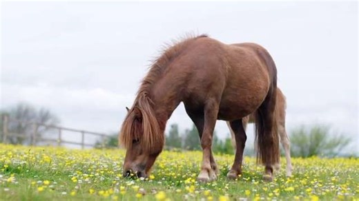 45 reactions · 12 shares | Want to know more about our work here at the Mare and Foal Sanctuary? For the past 30 years we have been providing lifelong, loving care and support to rescued horses, ponies and foals. Watch our latest film to find out more. With your ongoing support, we will be here for the next 30 years. Read more  https://bit.ly/3FjF28r #MareAndFoal30 | Mare and Foal Sanctuary | Facebook