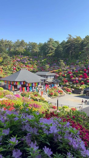 青梅市塩船観音寺 つつじ祭り|東京都の人気観光スポット