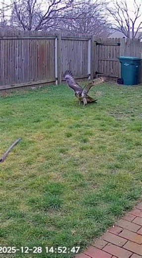 Incredible CCTV Footage: Cat Attacked by Hawk