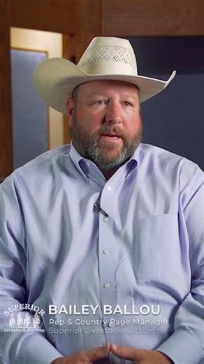 The Superior Country Page is your 24/7 marketplace for buying and selling cattle! Whether you’re at the ranch or on the road, this platform connects you with top-quality cattle & buyers whenever it fits your schedule. Visit the Superior Country Page today at superiorlivestock.com/superiorcountrypage | Superior Livestock / Superior Purebred